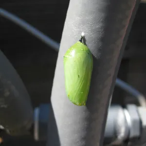 Monarch butterfly crysalis
