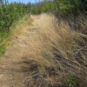 Nasella lepida along trail to Hort Unit