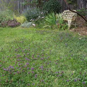 Prunella vulgaris naturalized in lawn at Betsy Collins garden