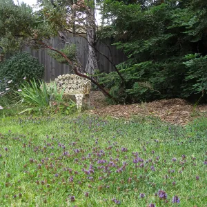 Prunella vulgaris naturalized in lawn at Betsy Collins garden