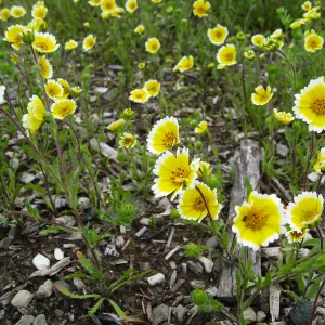 Tidy tips, Layia platyglosa at Gane site