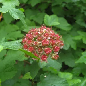 Calycanthus occidentalis, spice bush in fruit in the Arroyo