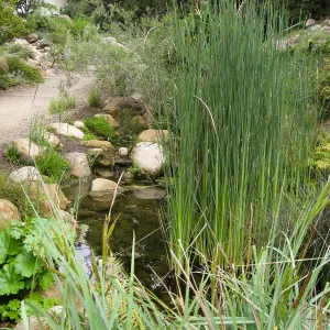 Cat-tail, Typha angustifolia in the Arroyo pond