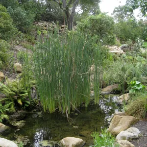 Cat-tail, Typha in the Arroyo pond