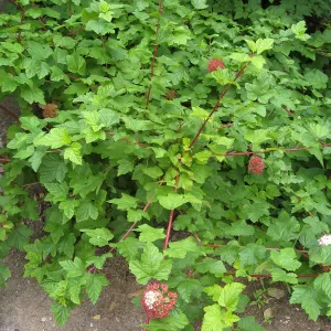 Calycanthus occidentalis, spice bush in fruit in the Arroyo