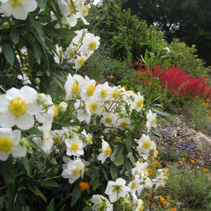 Carpenteria californica with Heuchera 'Santa Ana Cardinal' in background on Parking Lot Bank