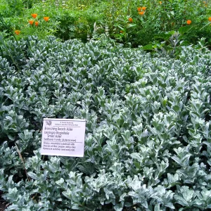 Lessingia 'Smart Aster'