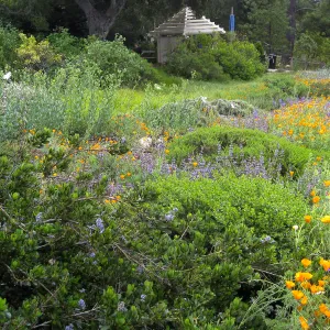 Groundcover display with California Poppy