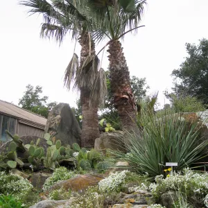 Washingtonia filifera in Desert Section