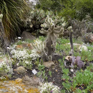 Opuntia bigelovii, teddy bear cactus, in Desert Section
