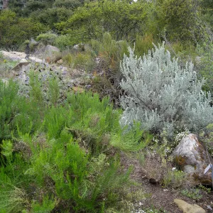 Desert Section