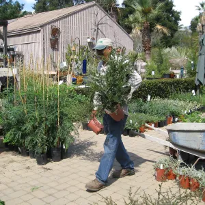 Fall Plant Sale set-up, Manuel Gonzales 