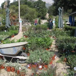 Fall Plant Sale set-up