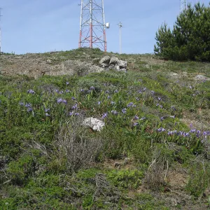 San Bruno Mountain