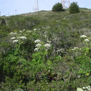 San Bruno Mountain