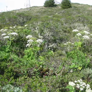 San Bruno Mountain