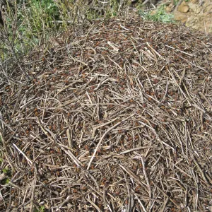 San Bruno Mountain