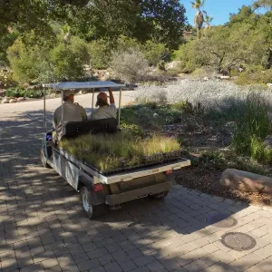 Meadow Revival Project, Blue Gramma Plug Planting
