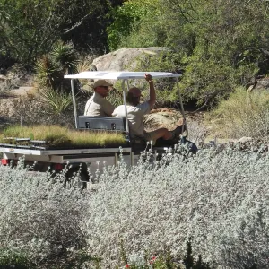 Meadow Revival Project, Blue Gramma Plug Planting