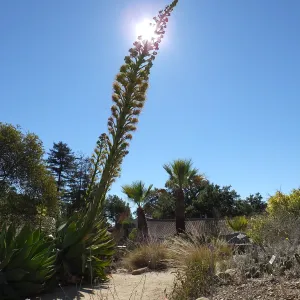 Agave David Verity