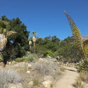 Desert Section