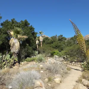 Desert Section