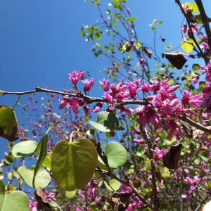 Western Redbud