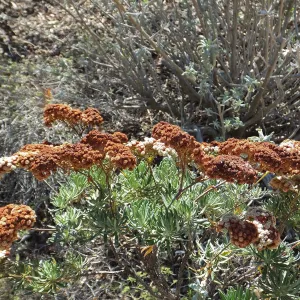 Santa Cruz Island Buckwheat