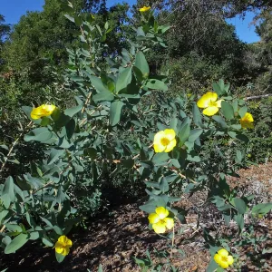 Island Bush Poppy
