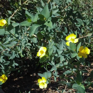 Island Bush Poppy