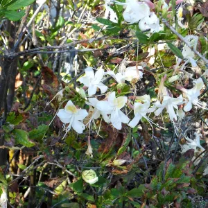 Western Azalea