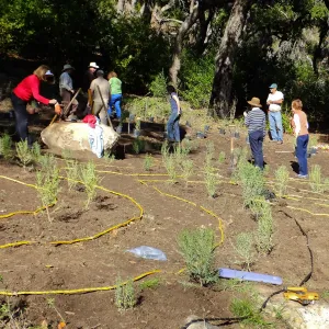 Centennial Maze Planting