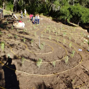 Centennial Maze Planting