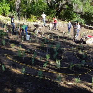 Centennial Maze Planting
