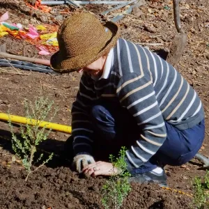 Centennial Maze Planting