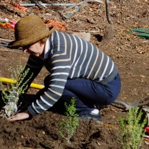 Centennial Maze Planting