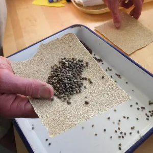 Meadow Restoration year 2, scarifying lupine seeds