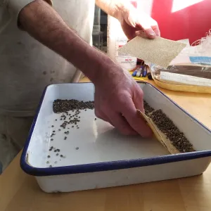 Meadow Restoration year 2, scarifying lupine seeds (sequence frame)