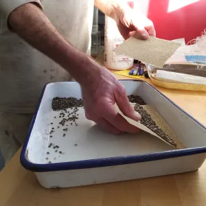 Meadow Restoration year 2, scarifying lupine seeds (sequence frame)