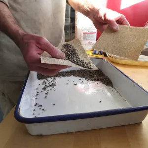 Meadow Restoration year 2, scarifying lupine seeds (sequence frame)
