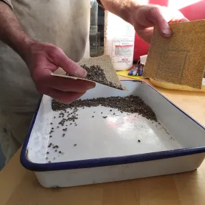Meadow Restoration year 2, scarifying lupine seeds (sequence frame)