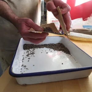 Meadow Restoration year 2, scarifying lupine seeds (sequence frame)