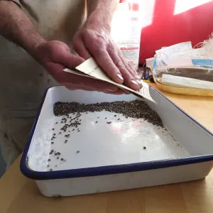 Meadow Restoration year 2, scarifying lupine seeds (sequence frame)
