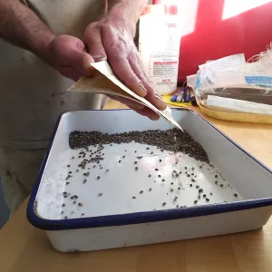 Meadow Restoration year 2, scarifying lupine seeds (sequence frame)