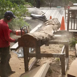 Trunk of former Cottage Oak (Coastal Live Oak) being milled into slabs by Ed Smith of Local Wood