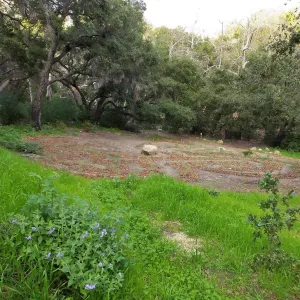 Centennial Maze