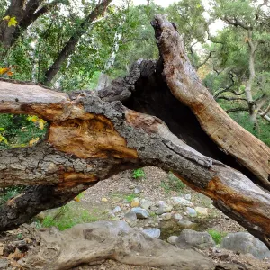 Fallen Oak
