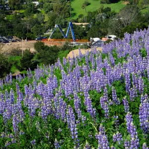 Pritzlaff Conservation Center construction work from Cavalli Ridge with lupines