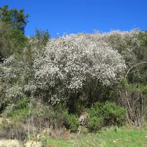 Ceanothus megacarpus, Painted Cave Rd