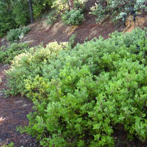 Arctostaphylos glandulosa East Camino Cielo